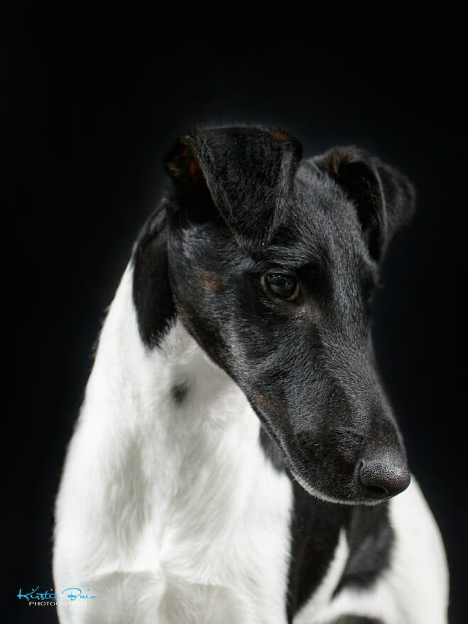 smooth fox terriers nz